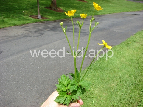 buttercup, creeping